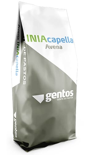 Gentos-Gramineas-Avena-Inia-Capella
