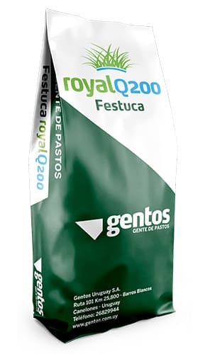 Royal Q 200 Festuca