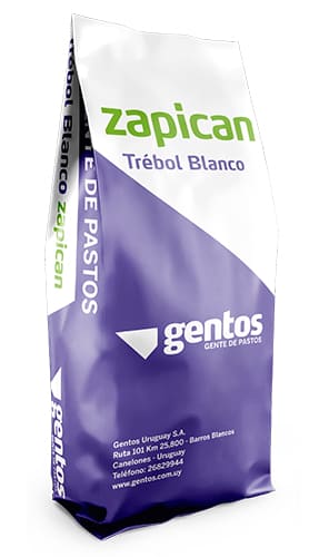 Gentos-leguminosas-Trébol-Blanco-Zapicán